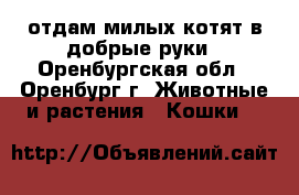 отдам милых котят в добрые руки - Оренбургская обл., Оренбург г. Животные и растения » Кошки   